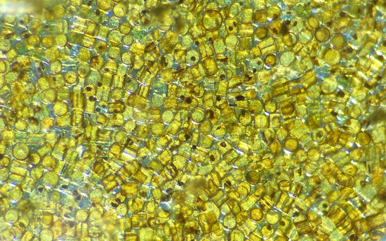 Diatom Composition in Narragansett Bay