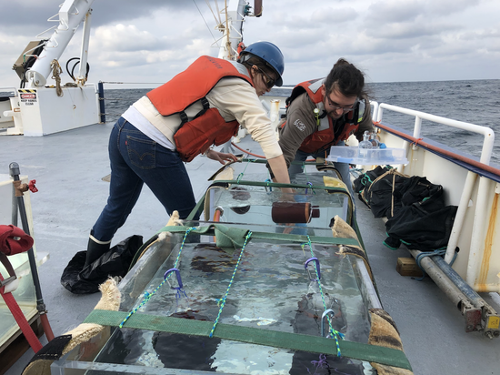 Phytoplankton Composition and Productivity